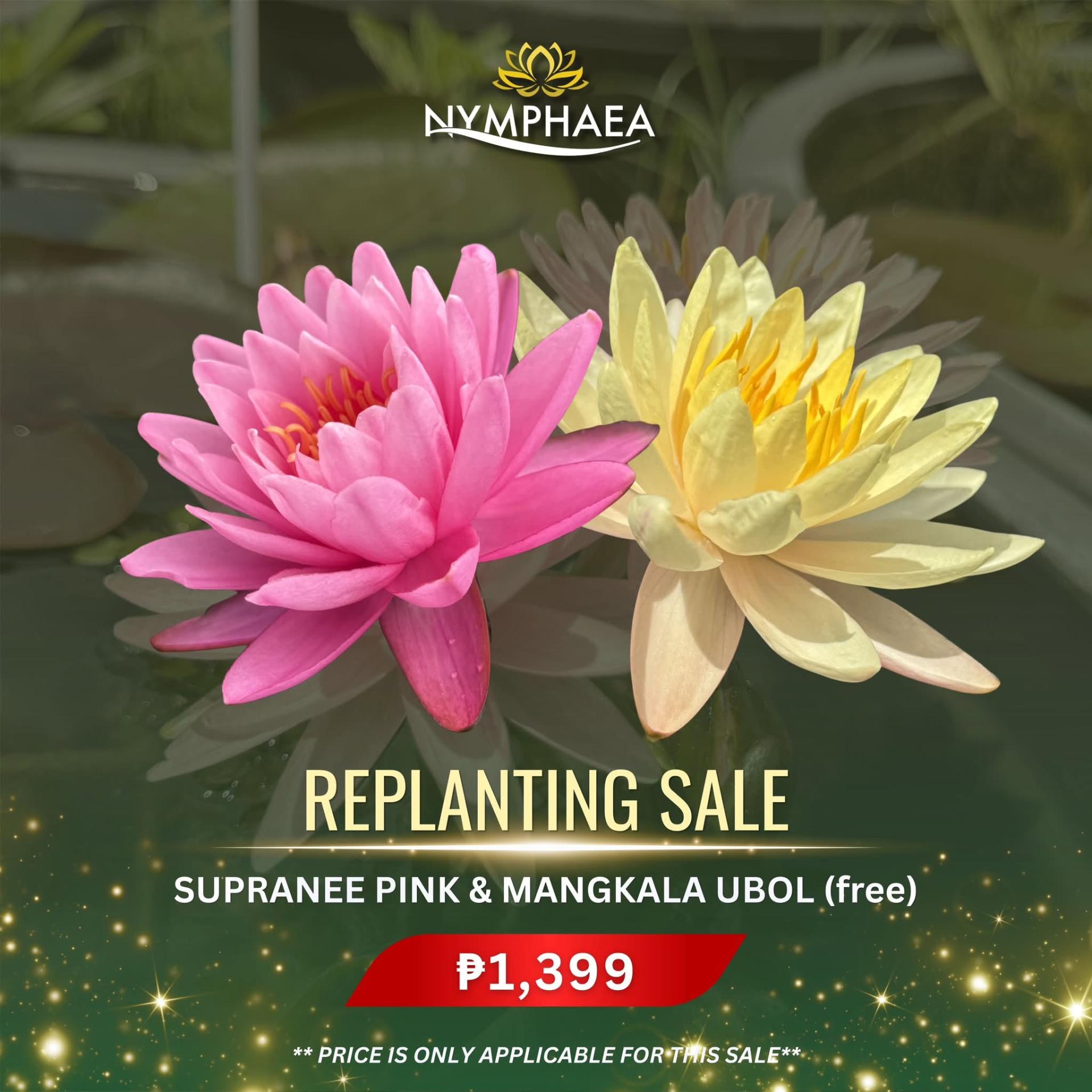 Replanting sale bundle